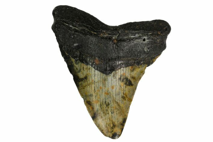 Fossil Megalodon Tooth - North Carolina #147016
